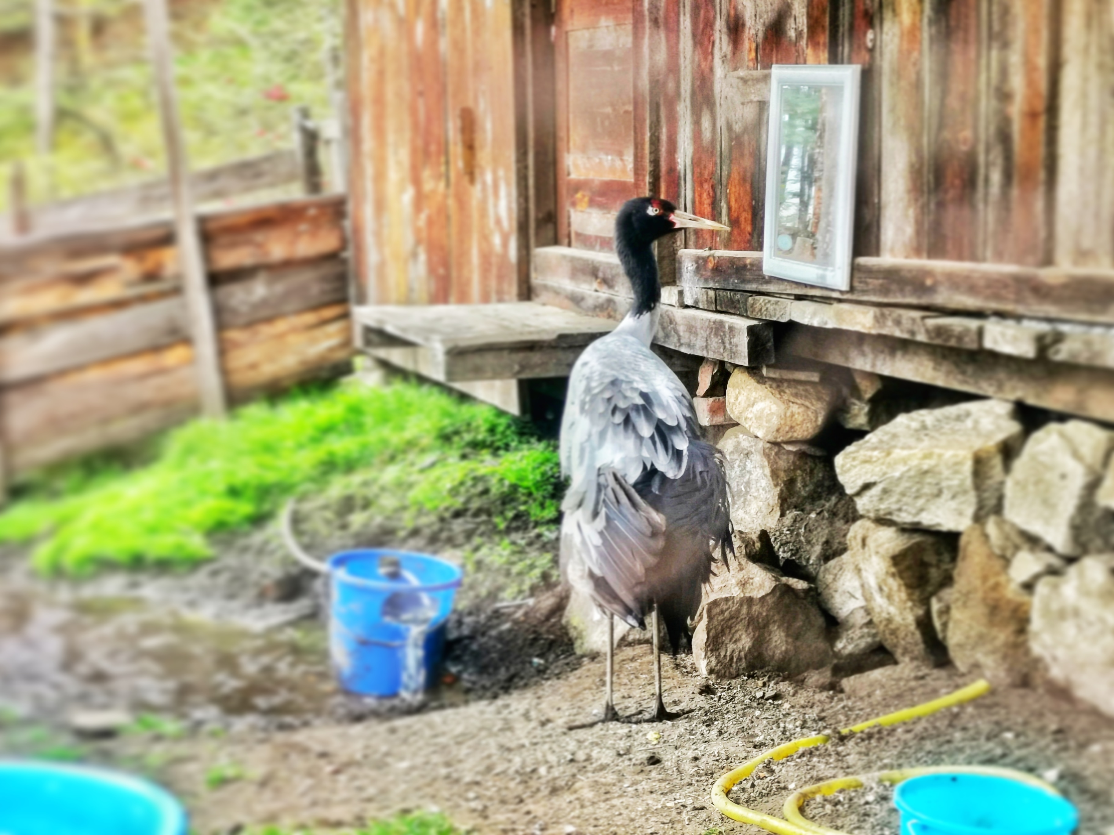 Birdwatching in Bhutan